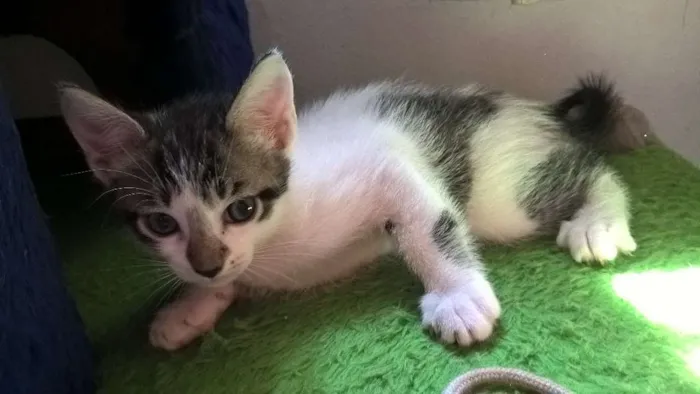 Gato ra a srd idade Abaixo de 2 meses nome ron