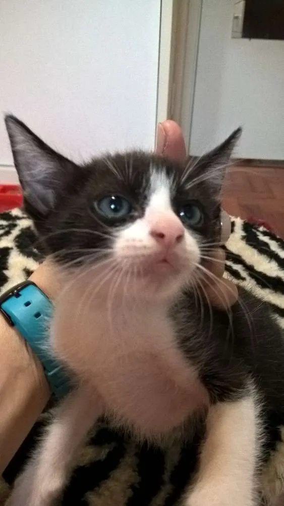 Gato ra a srd idade Abaixo de 2 meses nome harry