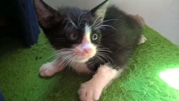 Gato ra a srd idade Abaixo de 2 meses nome harry