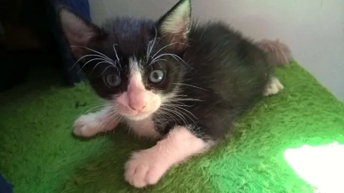 Gato ra a srd idade Abaixo de 2 meses nome harry