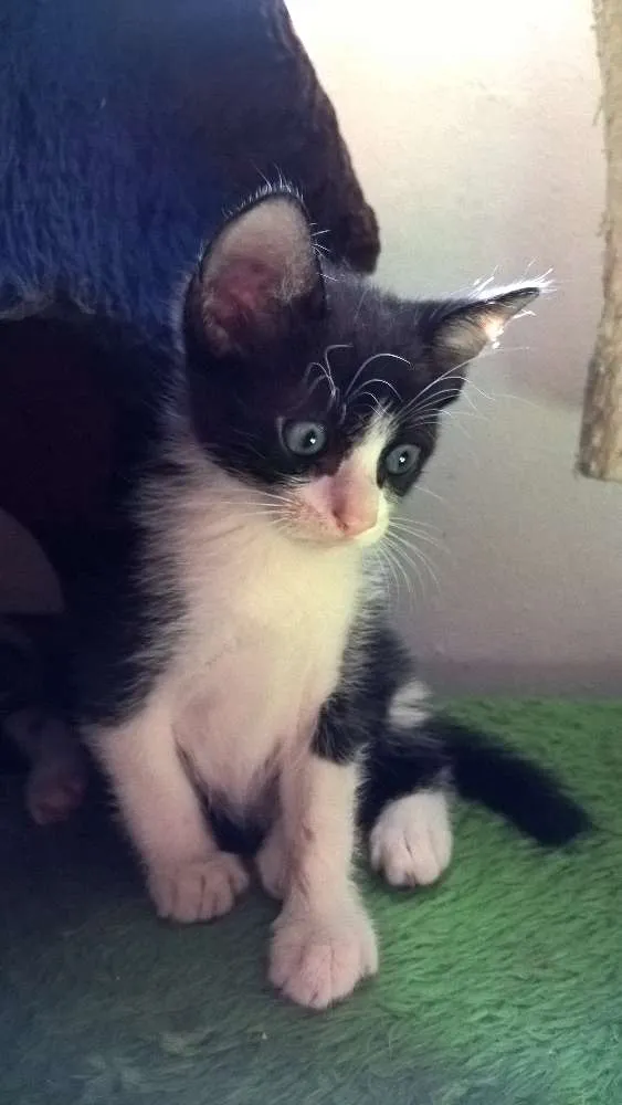Gato ra a srd idade Abaixo de 2 meses nome harry