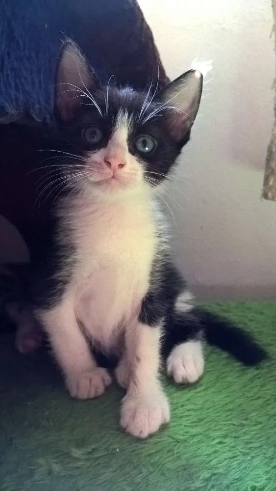 Gato ra a srd idade Abaixo de 2 meses nome harry
