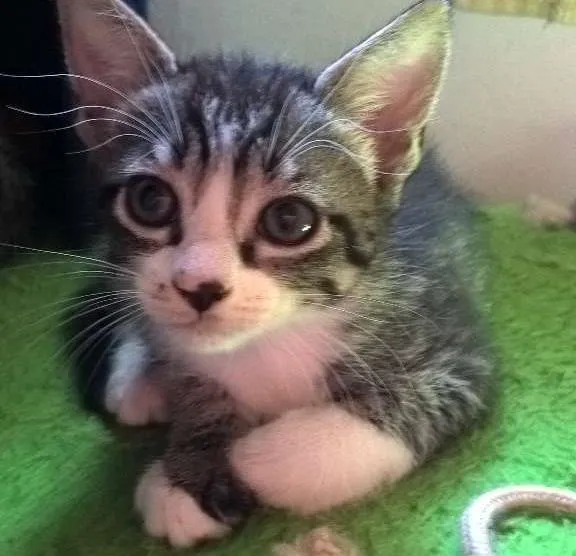 Gato ra a srd idade Abaixo de 2 meses nome hermione