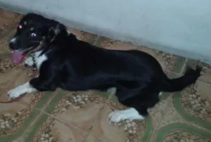 Cachorro raça SRD idade 2 anos nome Bono