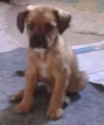 Adote Maik