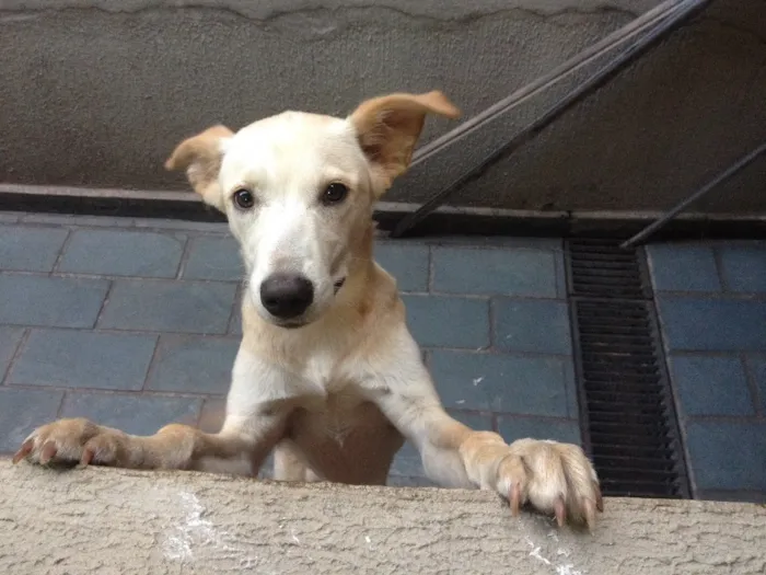 Cachorro ra a SRD idade 7 a 11 meses nome Mel