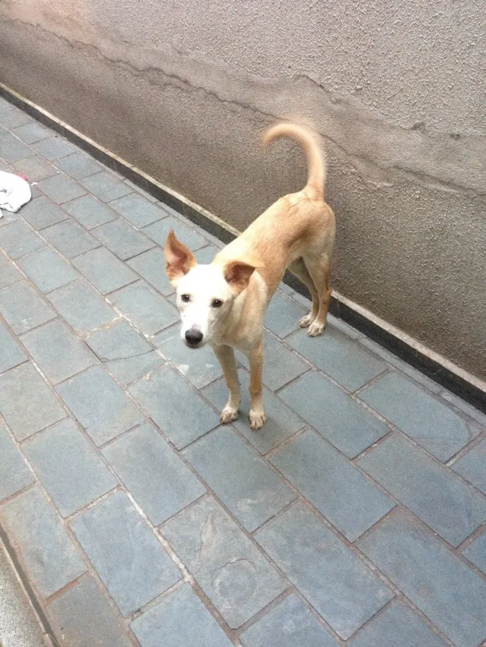Cachorro ra a SRD idade 7 a 11 meses nome Mel