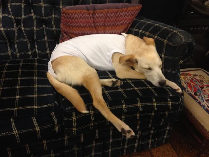 Cachorro ra a SRD idade 7 a 11 meses nome Mel