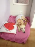 Mel