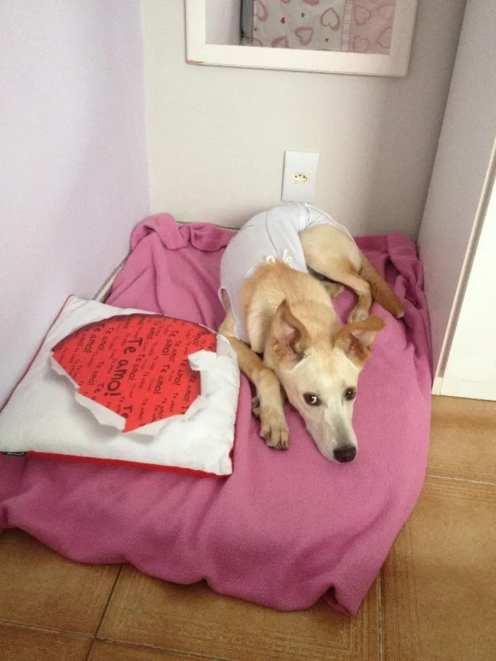 Cachorro ra a SRD idade 7 a 11 meses nome Mel