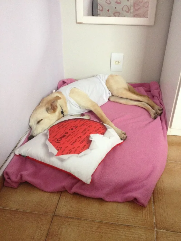 Cachorro ra a SRD idade 7 a 11 meses nome Mel