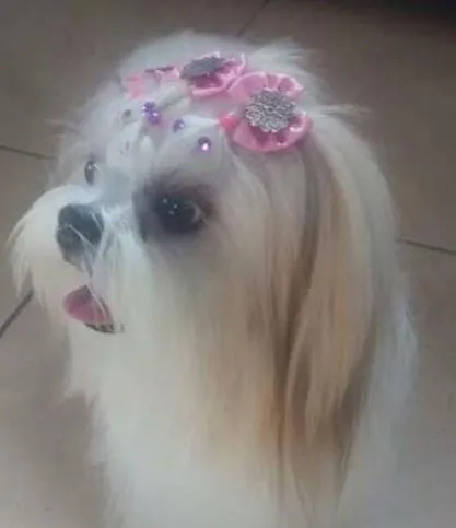 Cachorro ra a Lhasa Apso idade 2 anos nome M
