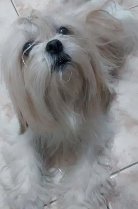 Cachorro ra a Lhasa Apso idade 2 anos nome M