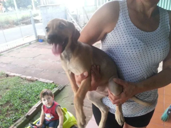 Cachorro ra a SRD idade 2 a 6 meses nome Meg