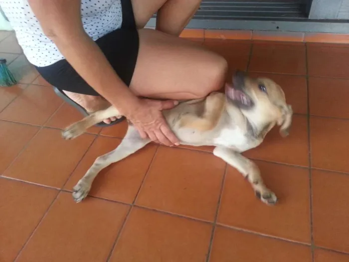 Cachorro ra a SRD idade 2 a 6 meses nome Meg