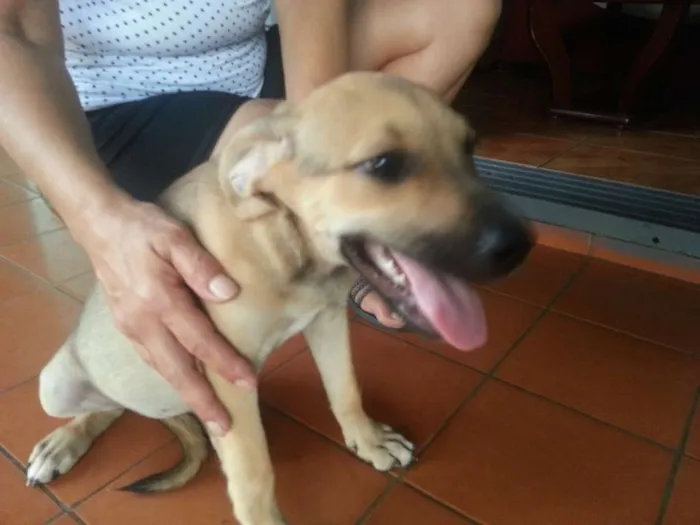 Cachorro ra a SRD idade 2 a 6 meses nome Meg