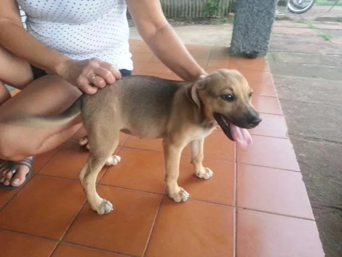 Cachorro ra a SRD idade 2 a 6 meses nome Meg