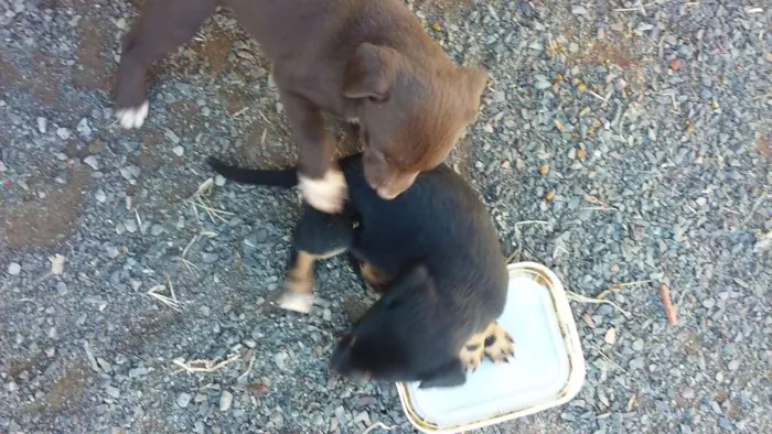 Cachorro ra a Vira lata com pit bull idade Abaixo de 2 meses nome Sem nomes 