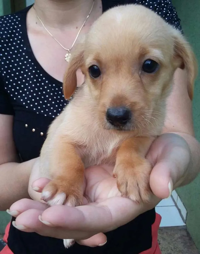 Cachorro ra a  idade 2 a 6 meses nome Cachorro