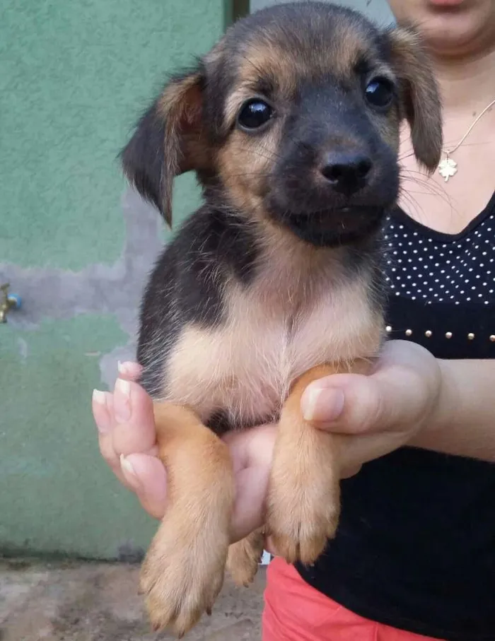 Cachorro ra a  idade 2 a 6 meses nome Cachorro