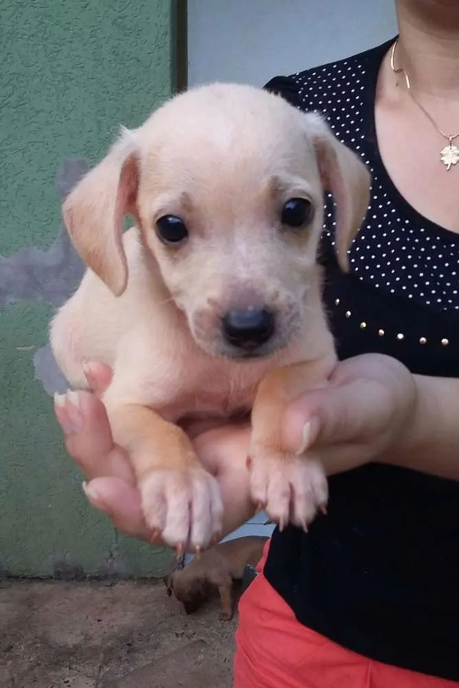 Cachorro ra a  idade 2 a 6 meses nome Cachorro