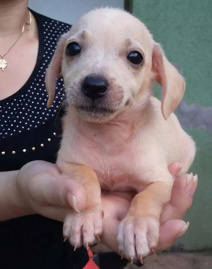 Cachorro ra a  idade 2 a 6 meses nome Cachorro