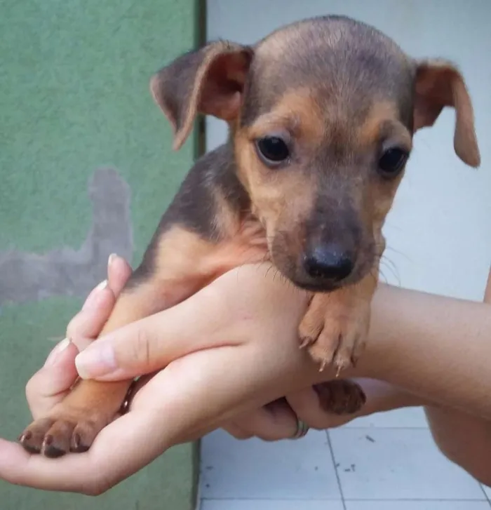 Cachorro ra a  idade 2 a 6 meses nome Cachorro