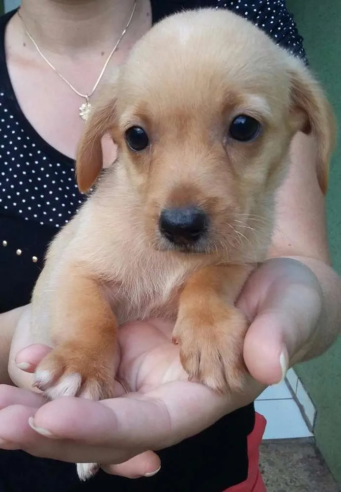 Cachorro ra a  idade 2 a 6 meses nome Cachorro