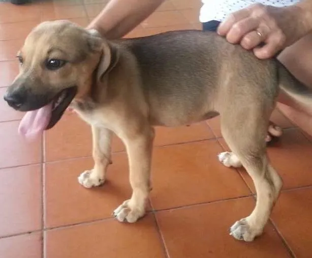 Cachorro ra a SRD idade 2 a 6 meses nome Meg