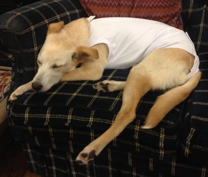 Cachorro ra a SRD idade 7 a 11 meses nome Mel