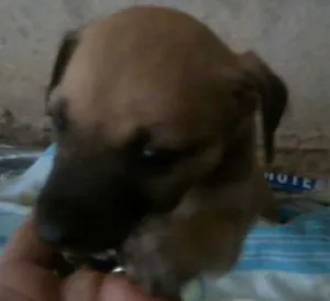 Cachorro raça não definida idade Abaixo de 2 meses nome essa