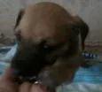 essa