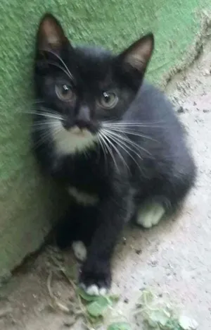 Gato raça S.R.D idade Abaixo de 2 meses nome Pandora