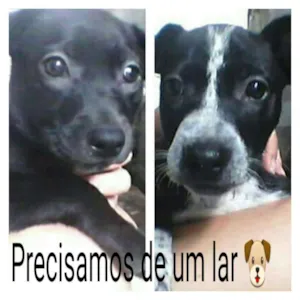 Cachorro raça Labrador com vira lata idade 2 a 6 meses nome Sem nome