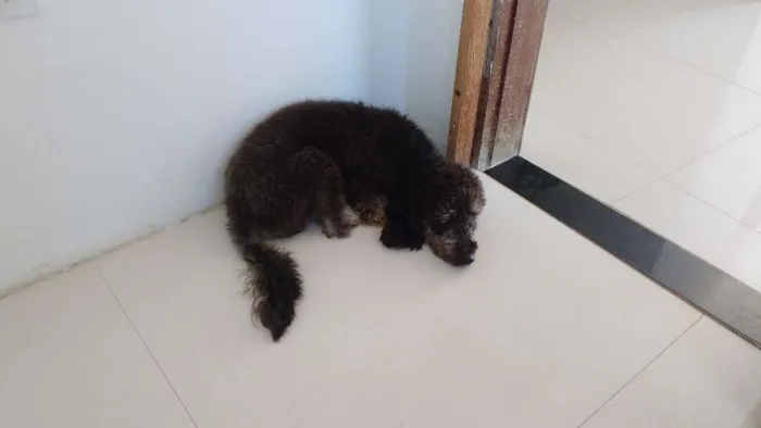 Cachorro raça Poodle idade 2 anos nome Scooby