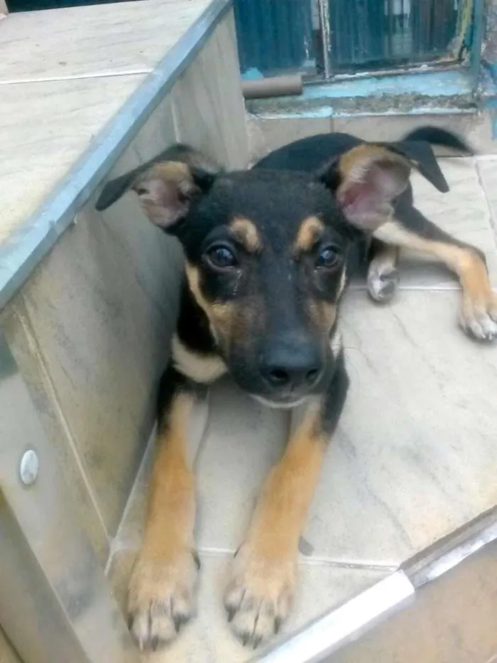 Cachorro ra a Mestiço idade 2 a 6 meses nome Romeu