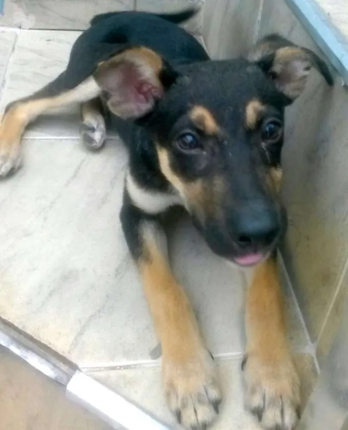 Cachorro ra a Mestiço idade 2 a 6 meses nome Romeu