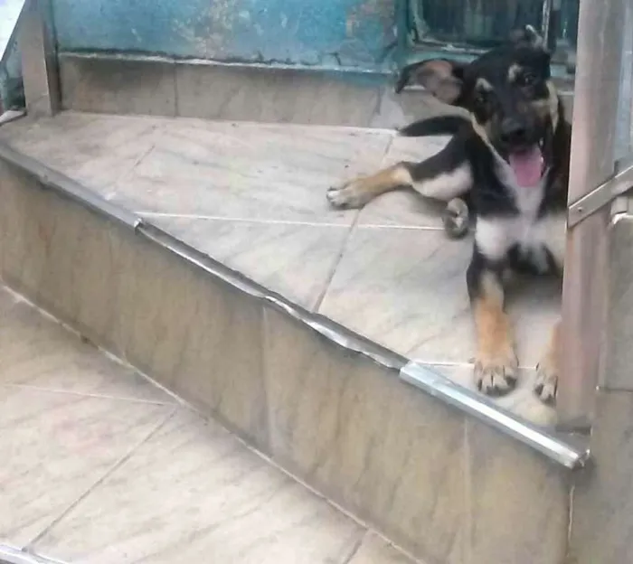 Cachorro ra a Mestiço idade 2 a 6 meses nome Romeu