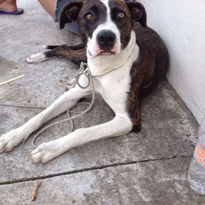 Cachorro ra a Snd idade 7 a 11 meses nome Sem nome