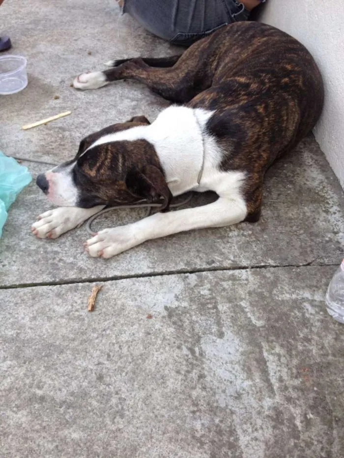 Cachorro ra a Snd idade 7 a 11 meses nome Sem nome