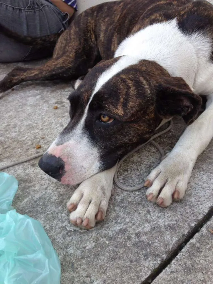 Cachorro ra a Snd idade 7 a 11 meses nome Sem nome