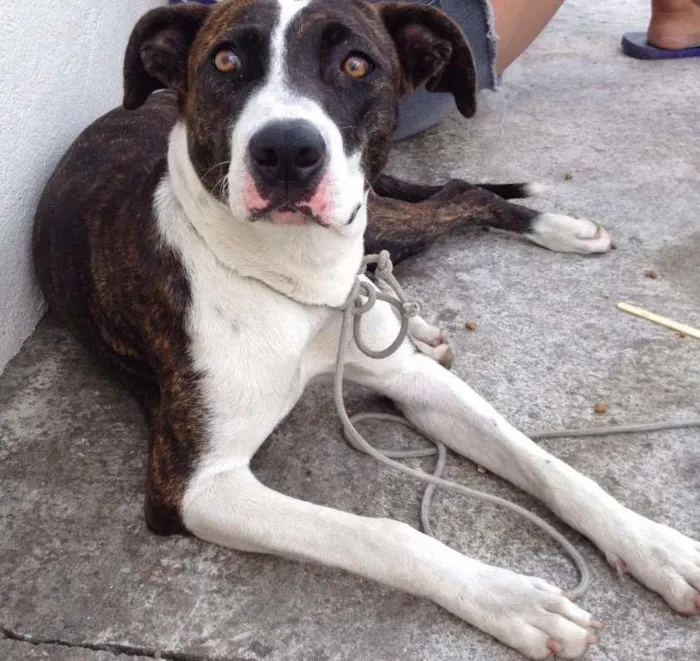 Cachorro ra a Snd idade 7 a 11 meses nome Sem nome