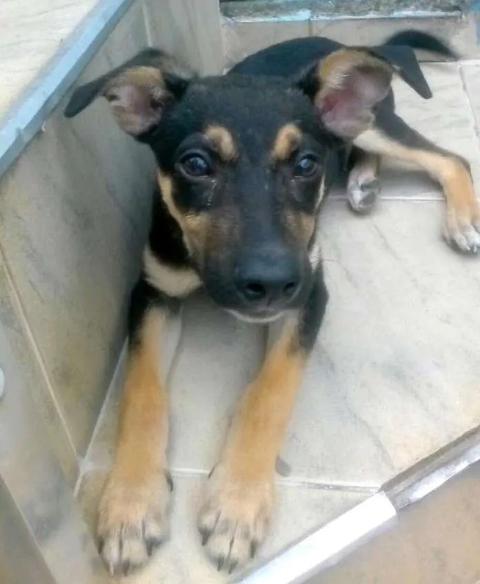 Cachorro ra a Mestiço idade 2 a 6 meses nome Romeu
