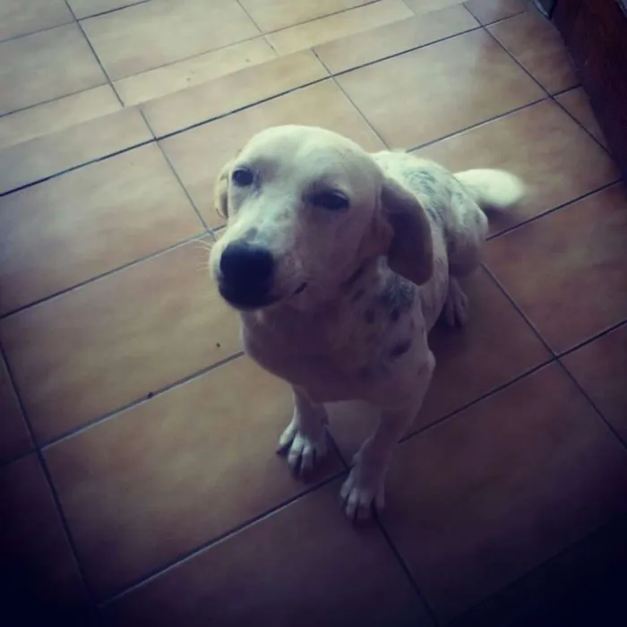 Cachorro ra a Srd idade 2 anos nome Amora