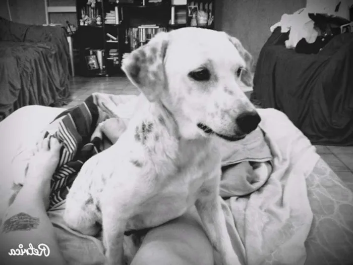 Cachorro ra a Srd idade 2 anos nome Amora