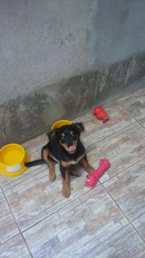 Cachorro ra a Srd idade 2 a 6 meses nome Doug