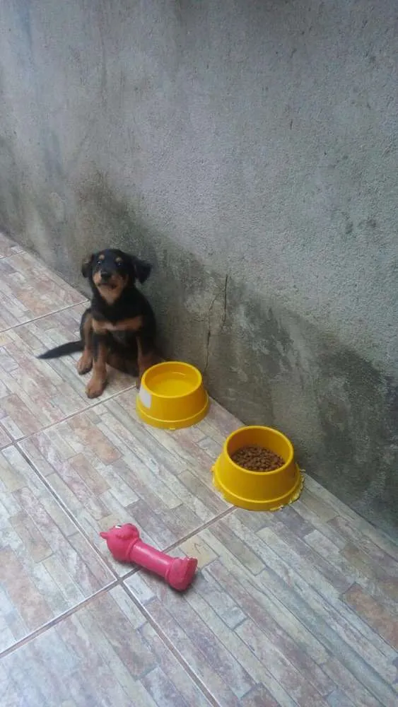 Cachorro ra a Srd idade 2 a 6 meses nome Doug