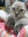 GATINHOS