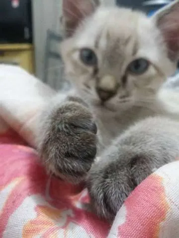 Gato ra a  idade 2 a 6 meses nome GATINHOS