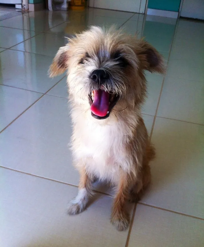 Cachorro ra a RND idade 1 ano nome Zé